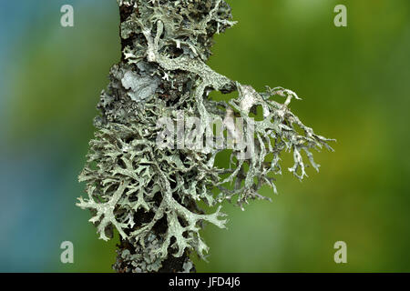 Flechten; Evernia prunastri oakmoss;; Stockfoto