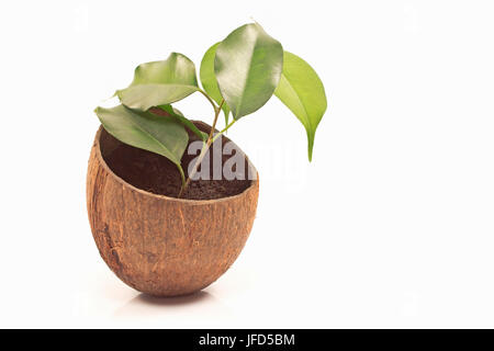 Ficus Benjamin in Kokosnuss-Topf isoliert auf weiss Stockfoto