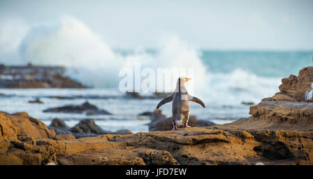 Yellow-eyed Penguin, Hoiho (Megadyptes Antipodes) auf Felsen, Trocknen seine Flügel, versteinerten Wald, Curio Bay, Südländer Stockfoto