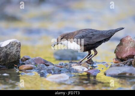 Weißer-breasted Wasseramseln (Cinclus Cinclus) mit Beute im Schnabel, Hessen, Deutschland Stockfoto