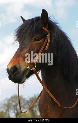 Islandpferd mit Zaumzeug, Pferderasse Islandpferd (Equus Przewalskii f. Caballus), Porträt, Schleswig-Holstein, Deutschland Stockfoto