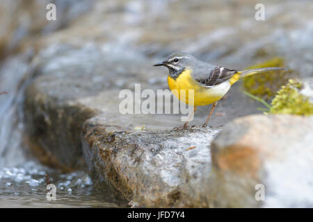 Gebirgsstelze (Motacilla Cinerea), erwachsener Mann am Fluss, Tirol, Österreich Stockfoto