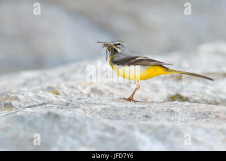 Gebirgsstelze (Motacilla Cinerea), Männchen mit Insekten im Schnabel, Tirol, Österreich Stockfoto