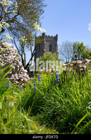 Bild zeigt: Glockenblumen in St. James Church, Schloss Acre, Norfolk im Frühjahr © Julian Wyth. Alle Rechte vorbehalten. Keine unerlaubte Verwendung. Stockfoto