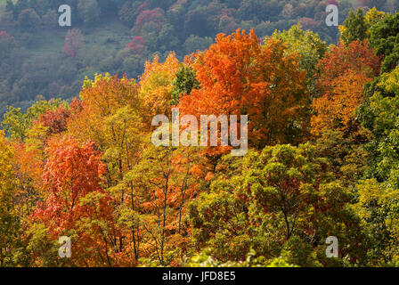Bunte Blätter im Herbst in West Virginia Stockfoto