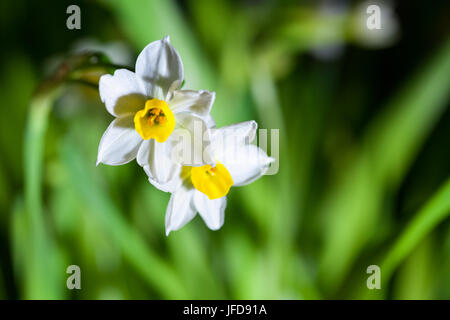 blühenden Narzissen closeup Stockfoto