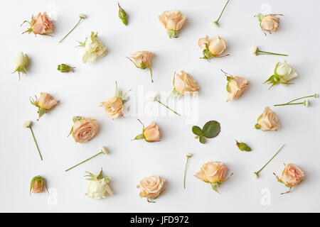 Verschiedene Rosen-Köpfe. Stockfoto