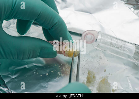 Datierung Bio-Probe