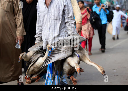 Ein Citydweller hält Schwan als er zurück von zu Hause aus nach Eid Vacassion während Menschen begonnen haben, zurück in die Hauptstadt nach den Eid Ferien am Sa streamen Stockfoto