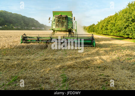 Mähdrescher gesehen von der Vorderseite beim Ernten von Weizen an den Rand eines Feldes mit Bäumen, Burton Joyce, Nottinghamshire, England, Großbritannien Stockfoto