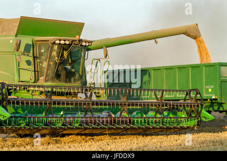Entladung Weizenkorn aus einem Mähdrescher, ein Anhänger, Nottinghamshire, England, UK Stockfoto