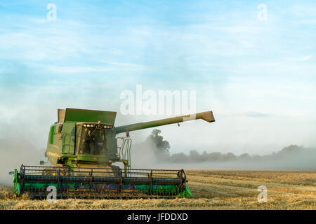 Weizenernte. Feldhäcksler Ernte von Weizen mit Getreide Staub hängen in der Luft noch am Abend, Nottinghamshire, England, Großbritannien Stockfoto