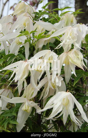 Clematis Koreana 'BROUGHTON Braut' blühen im Frühling in einem englischen Garten - Ende April, UK Stockfoto