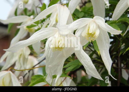 Clematis Koreana BROUGHTON BRIDE Blüte im Frühjahr in einem Englischen Garten, Großbritannien Stockfoto