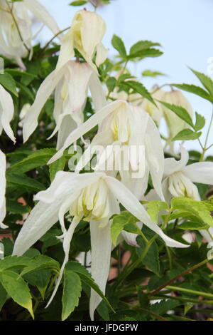 Clematis Koreana BROUGHTON BRIDE Blüte im Frühjahr in einem Englischen Garten, Großbritannien Stockfoto