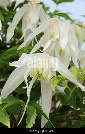 Clematis Koreana BROUGHTON BRIDE Blüte im Frühjahr in einem Englischen Garten, Großbritannien Stockfoto