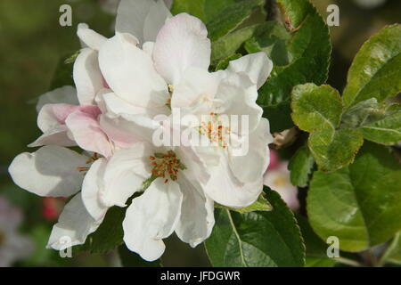 Malus Domestica "Claygate Pearmain" Apfel Baum Blüte in einem traditionellen englischen Obstgarten an einem sonnigen Frühlingstag (Mai), UK Stockfoto