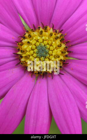 Osteospermum Jucundum 'Compactum', einem hellen rosa Herbers, auch genannt Cape Daisy, blühen in einem englischen Garten, UK Stockfoto