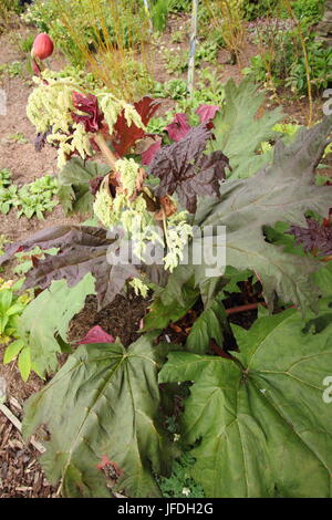 Chinesischer Rhabarber (Rheum Palmatum), "Astrosanguineum" oder ornamentalen Rhabarber, kommen zur Blüte in einem englischen Wald Garten - Frühling Stockfoto