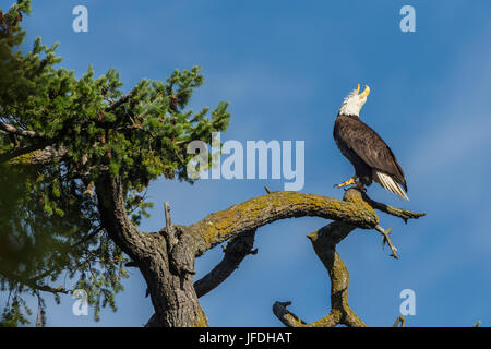 Weißkopf-Seeadler Mutter thront und mit der Aufforderung in Douglasie mit Blick auf Roberts Bay-Sidney, British Columbia, Kanada. Stockfoto