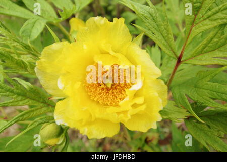 Pfingstrose Nahaufnahme. Gelbe Baumpfingstrose. Pfingstrose ludlowii. Paeonia lutea, Sorte Ludlowii, blüht in einem englischen Garten. Stockfoto
