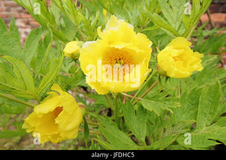 Gelbe Baum-Pfingstrose (Paeonia Lutea, verschiedene Ludlowii), blüht in einem englischen Garten Frühling/Anfang Spätsommer, Yorkshire, England UK Stockfoto