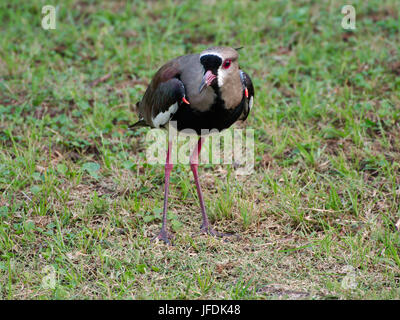 Südlichen Kiebitz (Vanellus Chilensis) Stockfoto