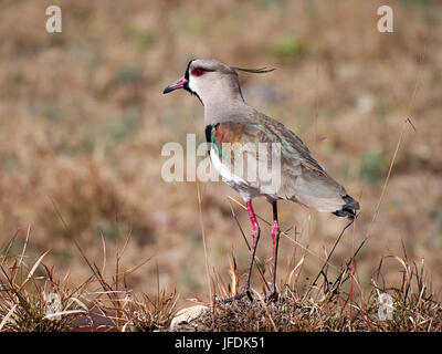 Südlichen Kiebitz (Vanellus Chilensis) Stockfoto