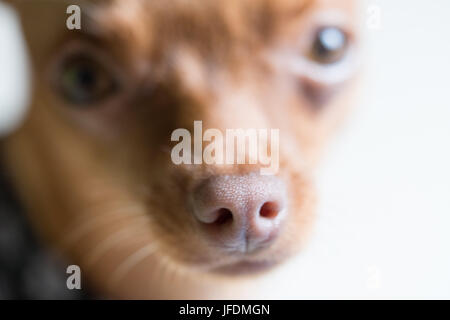 Closeup Kopf Ingwer niedliche Miniatur Pinscher Welpen in die Kamera schauen Stockfoto