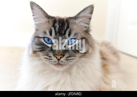 Ragdoll Seal Lynx Point Tabby Katze Portrait. Stockfoto