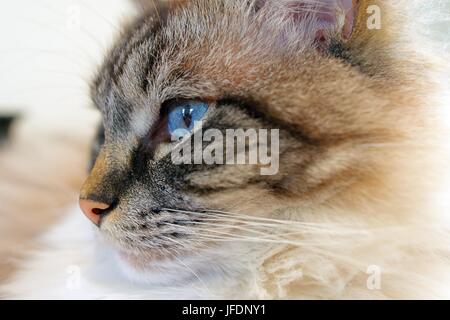 Ragdoll Seal Lynx Point Tabby Katze Portrait. Stockfoto