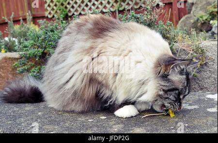 Seal Lynx Point Mitted Ragdoll Katze spielen im Freien mit einem Löwenzahn. Stockfoto