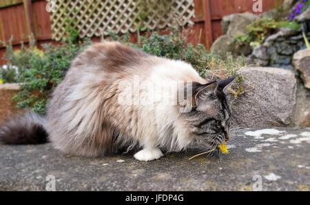 Seal Lynx Point Mitted Ragdoll Katze spielen im Freien mit einem Löwenzahn. Stockfoto