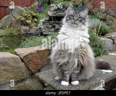 Ragdoll Katze Stockfoto