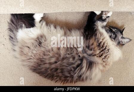 Schlafen Ragdoll Seal Point Tabby Lynx. Stockfoto