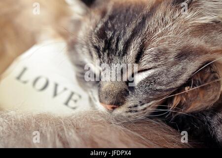 Ragdoll Katze schlafen mit einem weißen Herz aus Holz mit dem Text Liebe schrieb über sie. Stockfoto