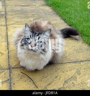 (Seal Lynx Tabby) Ragdoll Katze Outdoor Portrait Stockfoto