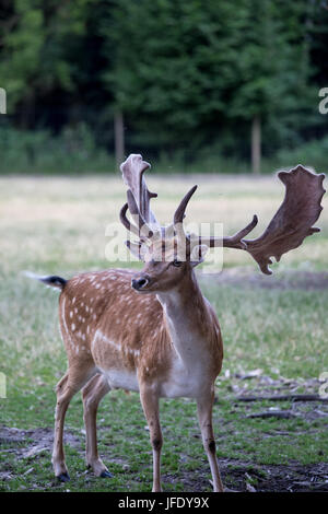 Männliche Damhirsche vor Wald, Deutschland Stockfoto