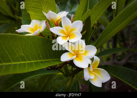 Nahaufnahme von Plumeria oder Frangipani weiß & gelbe Blüten auf Baum in Florida Stockfoto