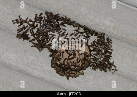 Wasp Nest auf Dach mit Wespen Stockfoto