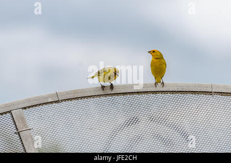 Safran Finch (Sicalis flaveola - Linnaeus) Stockfoto