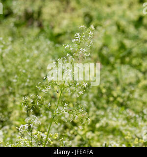 Wiese mit blühenden wilden Krapp Stockfoto