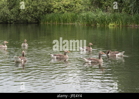 Eine kleine Herde von Schwimmen Graugänse (Anser Anser) Stockfoto