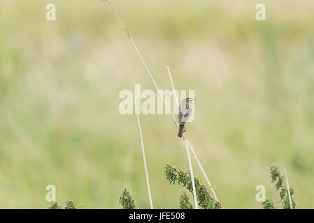 Ein Schilfrohrsänger (Acrocephalus Schoenobaenus) auf ein Rohr Stockfoto