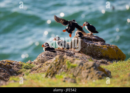 Papageientaucher (Fratercula Arctica), einschließlich Podesten Papageientaucher mit Flügel ausgestreckt neben Höhlen oben auf den Klippen am Hochufer, Skomer Island, Wales Stockfoto