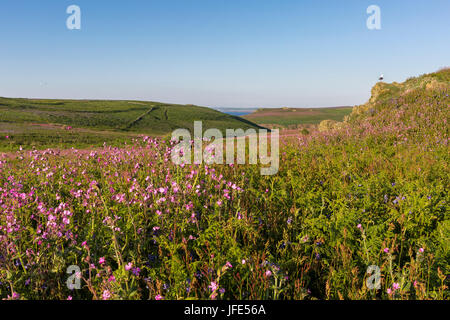 Blick auf die rollenden Hügeln gefüllt mit Wildblumen, einschließlich rote Campion (Silene Dioica) und Glockenblumen, Hyacinthoides non-Scripta (SY Scilla-s Stockfoto