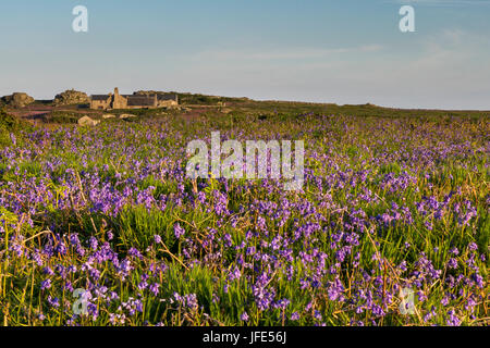 Glockenblumen, Hyacinthoides non-Scripta (SY Scilla non-Scripta), mit The Farm in der Ferne, Skomer Island, Wales. Stockfoto