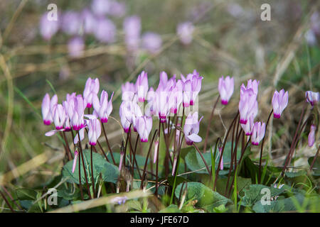 Wilde Cyclamen Hederifolium im Wald. Stockfoto