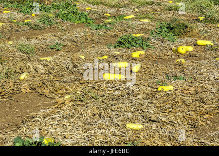 Feld mit gelben Squash in Israel. Stockfoto