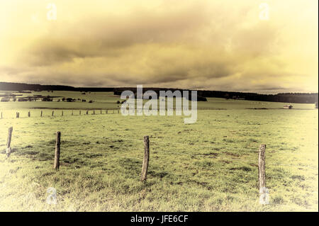 Grasende Kühe auf der grünen Weide in Belgien. Stockfoto